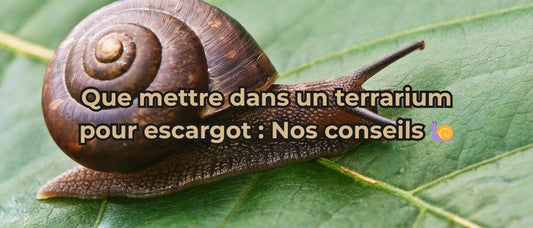 Que mettre dans un terrarium pour escargot : Nos conseils 🐌