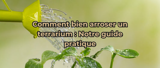 Comment arroser un terrarium