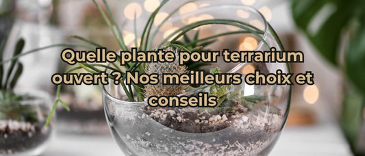 Quelle plante pour terrarium ouvert