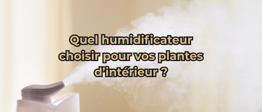 Quel humidificateur pour plantes d’intérieur