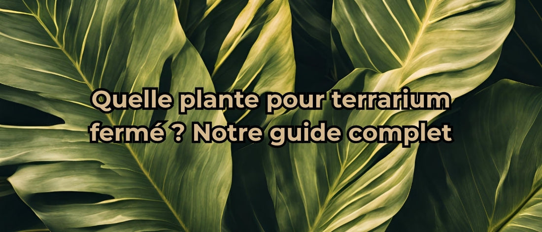 quelle plante pour terrarium fermé