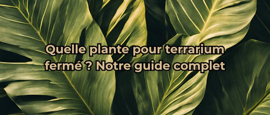 quelle plante pour terrarium fermé