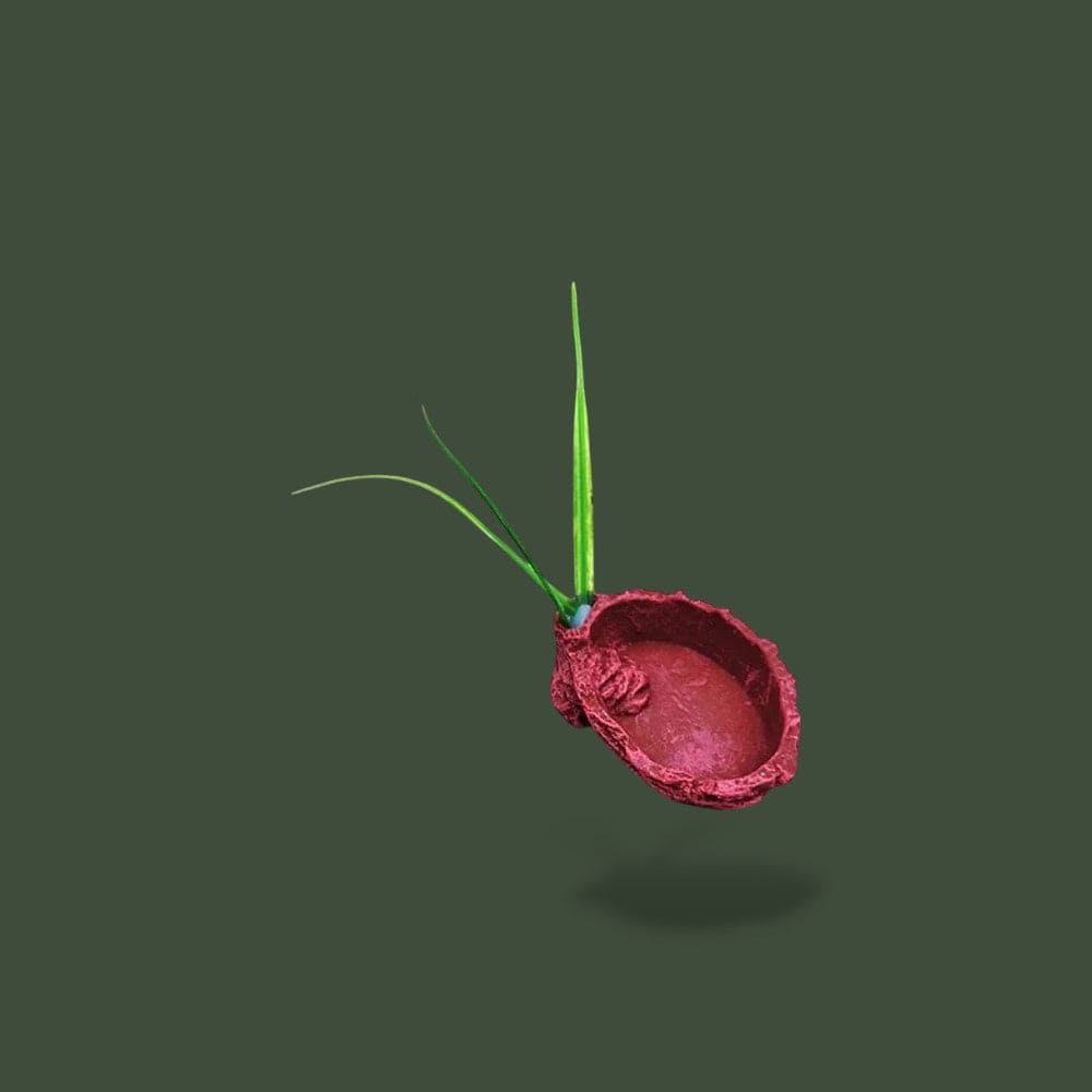 Bol Nourrissage | Reptile Terranys