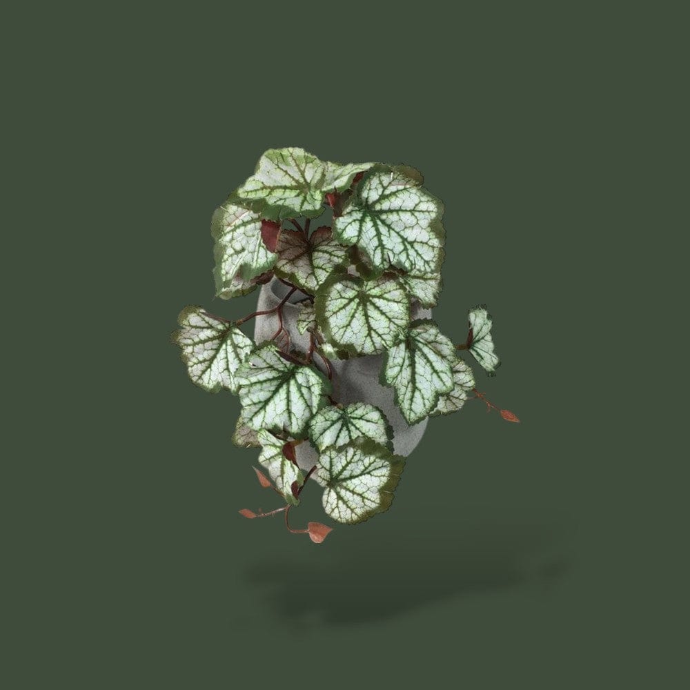 Fausse Plante Aquarium Pas Cher Terranys