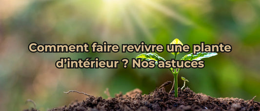 Comment faire revivre une plante d’intérieur
