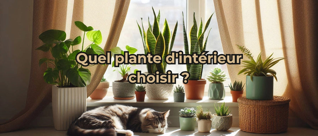 Quel plante d'intérieur choisir