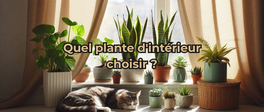 Quel plante d'intérieur choisir