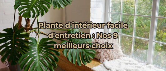 Plante d'intérieur facile d'entretien