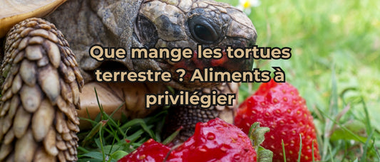 Que mange les tortues terrestre