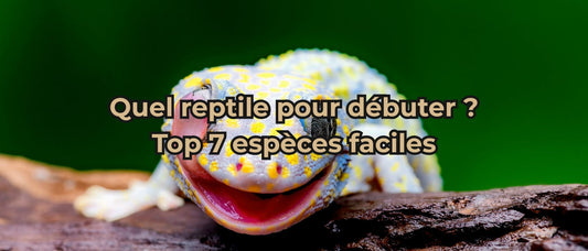 Quel reptile pour débuter