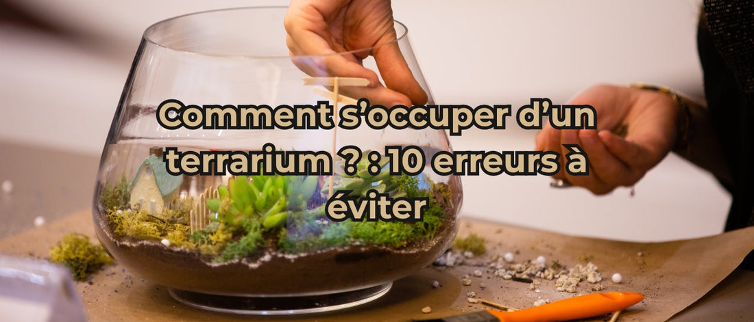 Comment s’occuper d’un terrarium