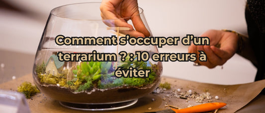 Comment s’occuper d’un terrarium