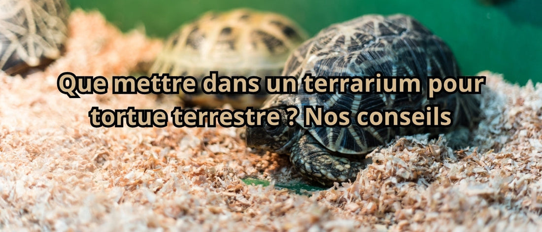Que mettre dans un terrarium pour tortue terrestre