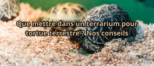 Que mettre dans un terrarium pour tortue terrestre