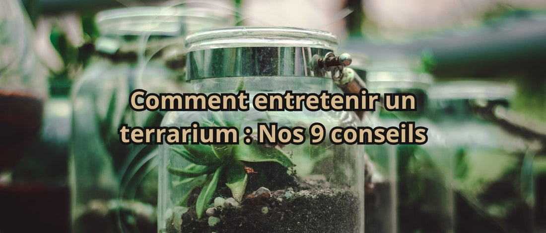 Comment entretenir un terrarium : Nos 9 conseils
