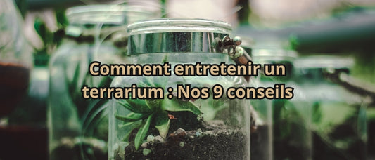 Comment entretenir un terrarium : Nos 9 conseils