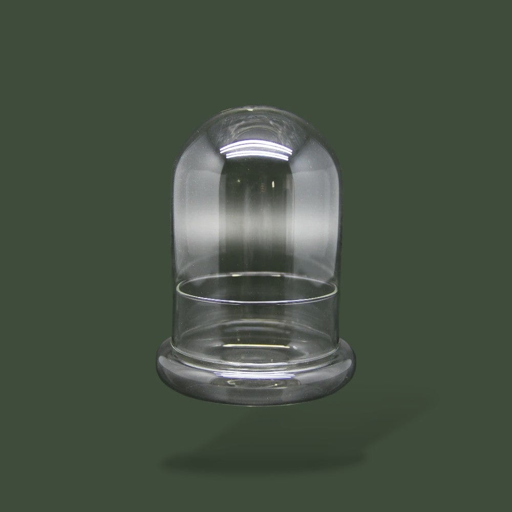 Bocal en Verre pour Terrarium Terranys