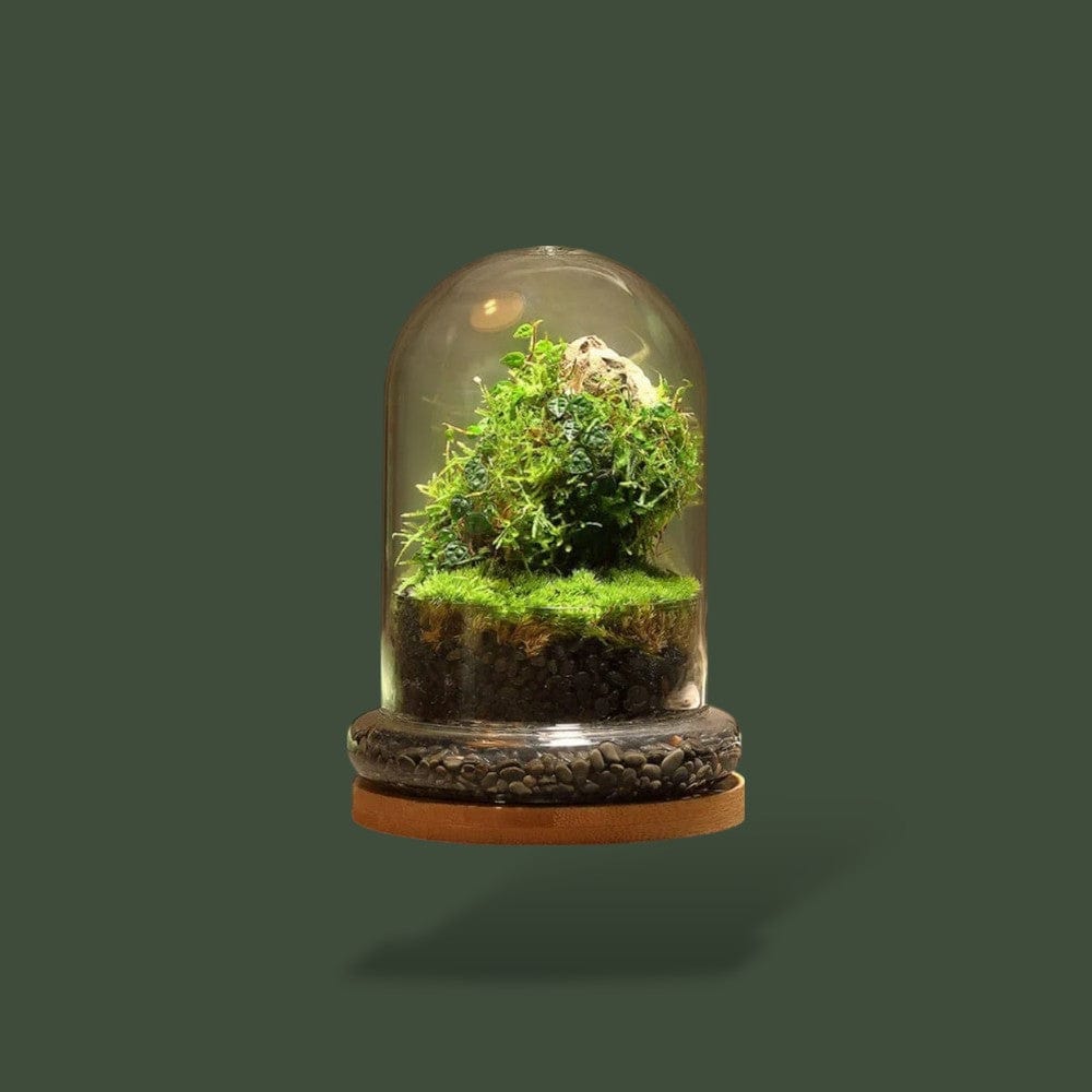 Bocal en Verre pour Terrarium Terranys