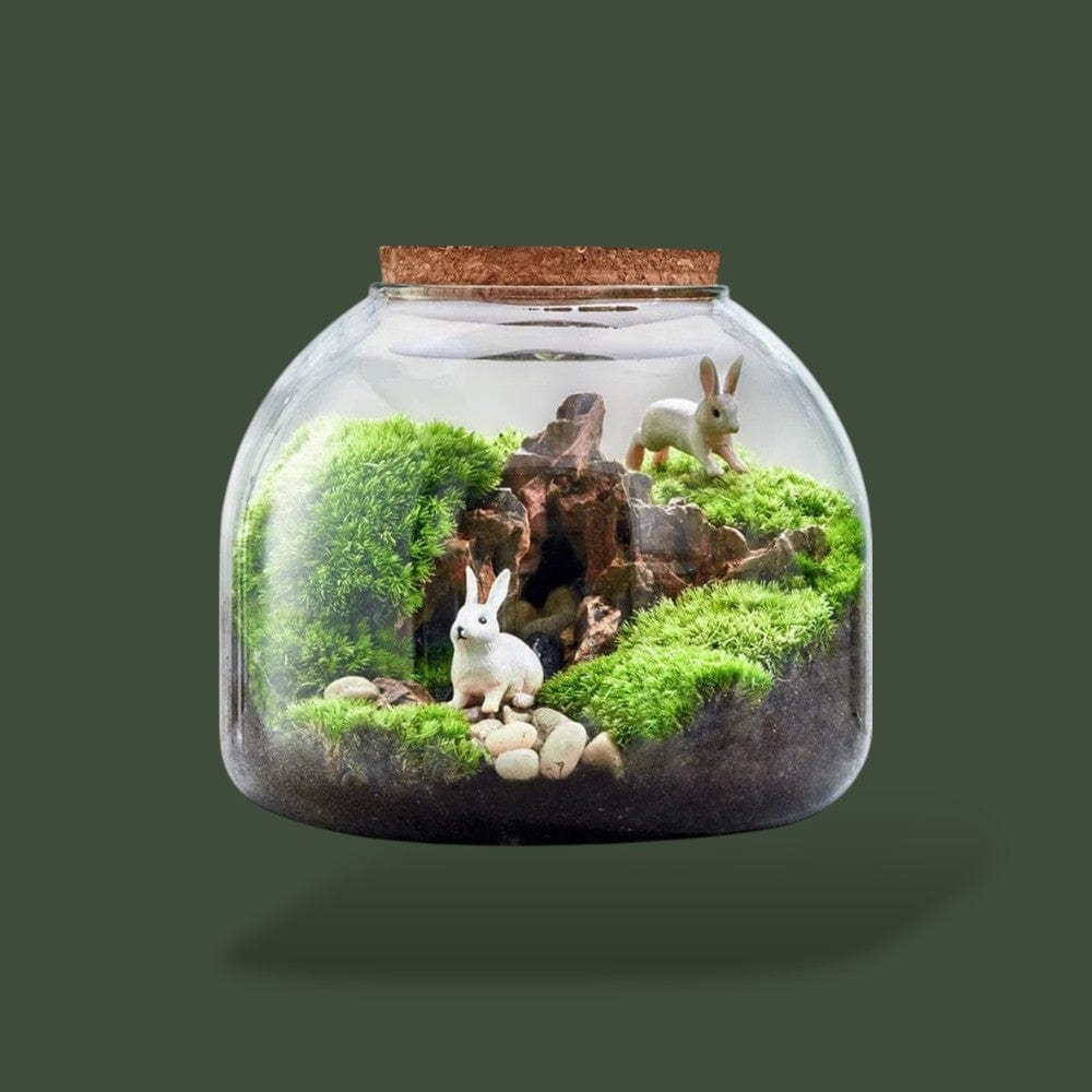 Bocal | Terrarium Terranys
