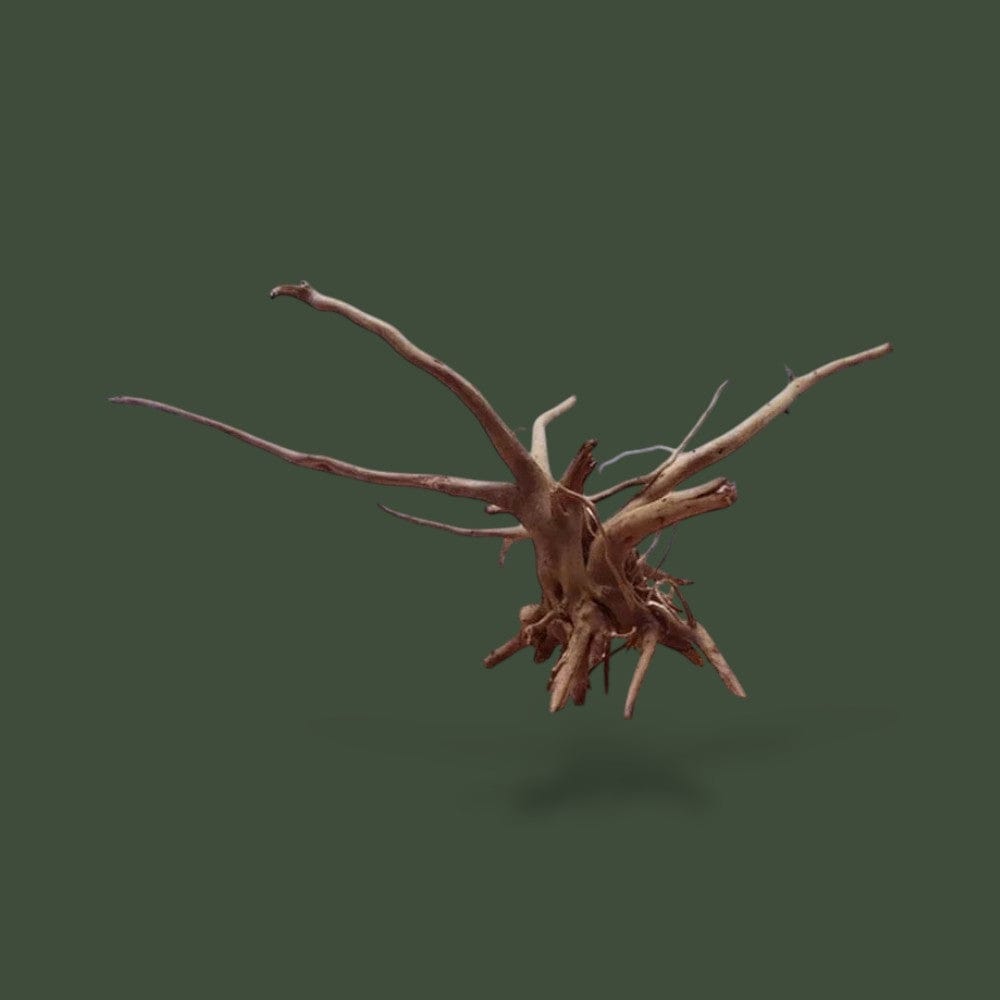Bois | Reptiles Terranys