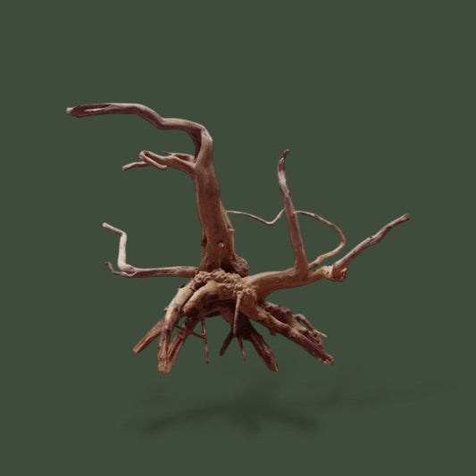 Bois | Reptiles Terranys