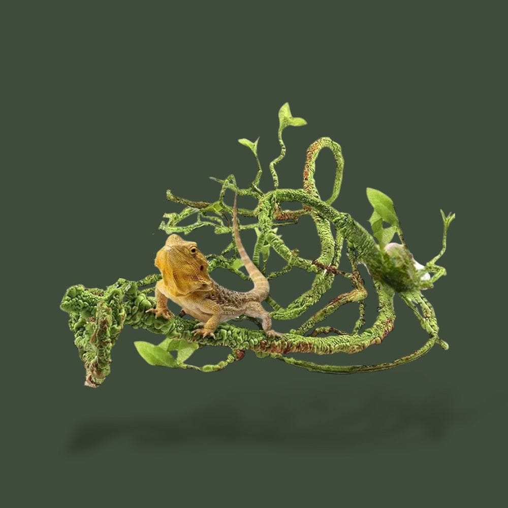 Branche | Reptile Terranys