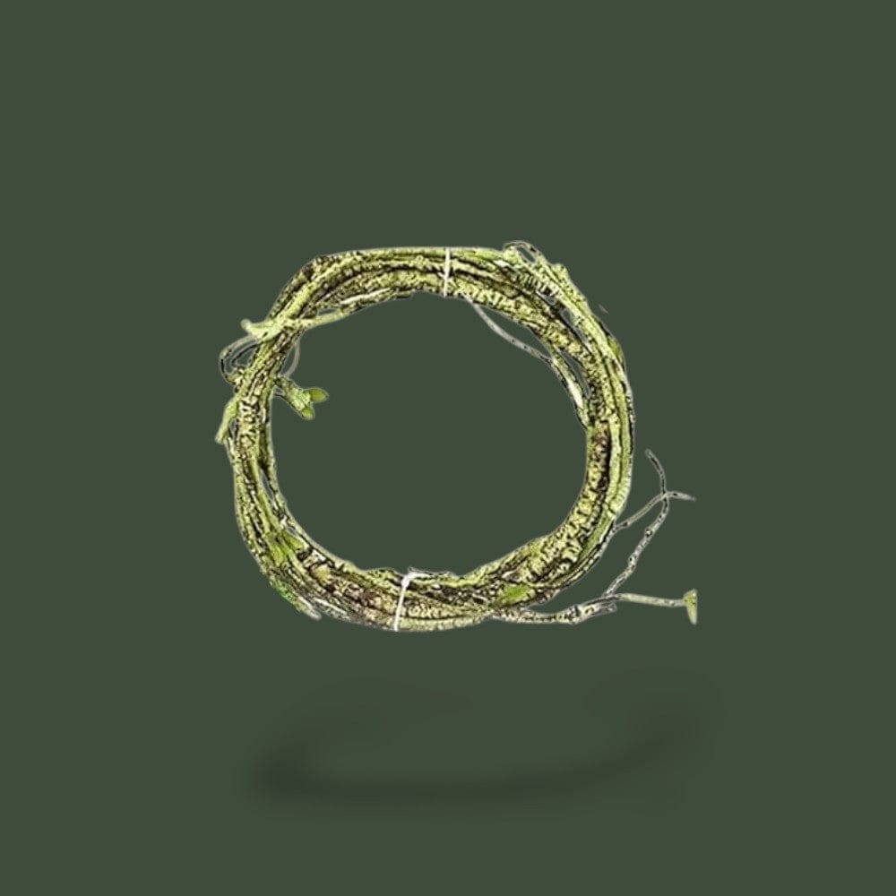 Branche | Reptile Terranys