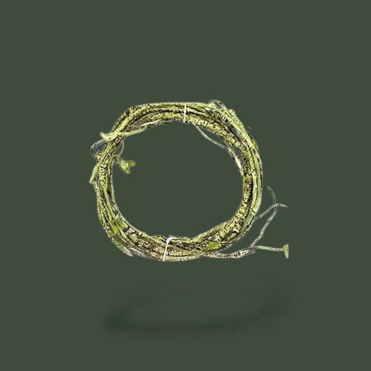 Branche | Reptile Terranys