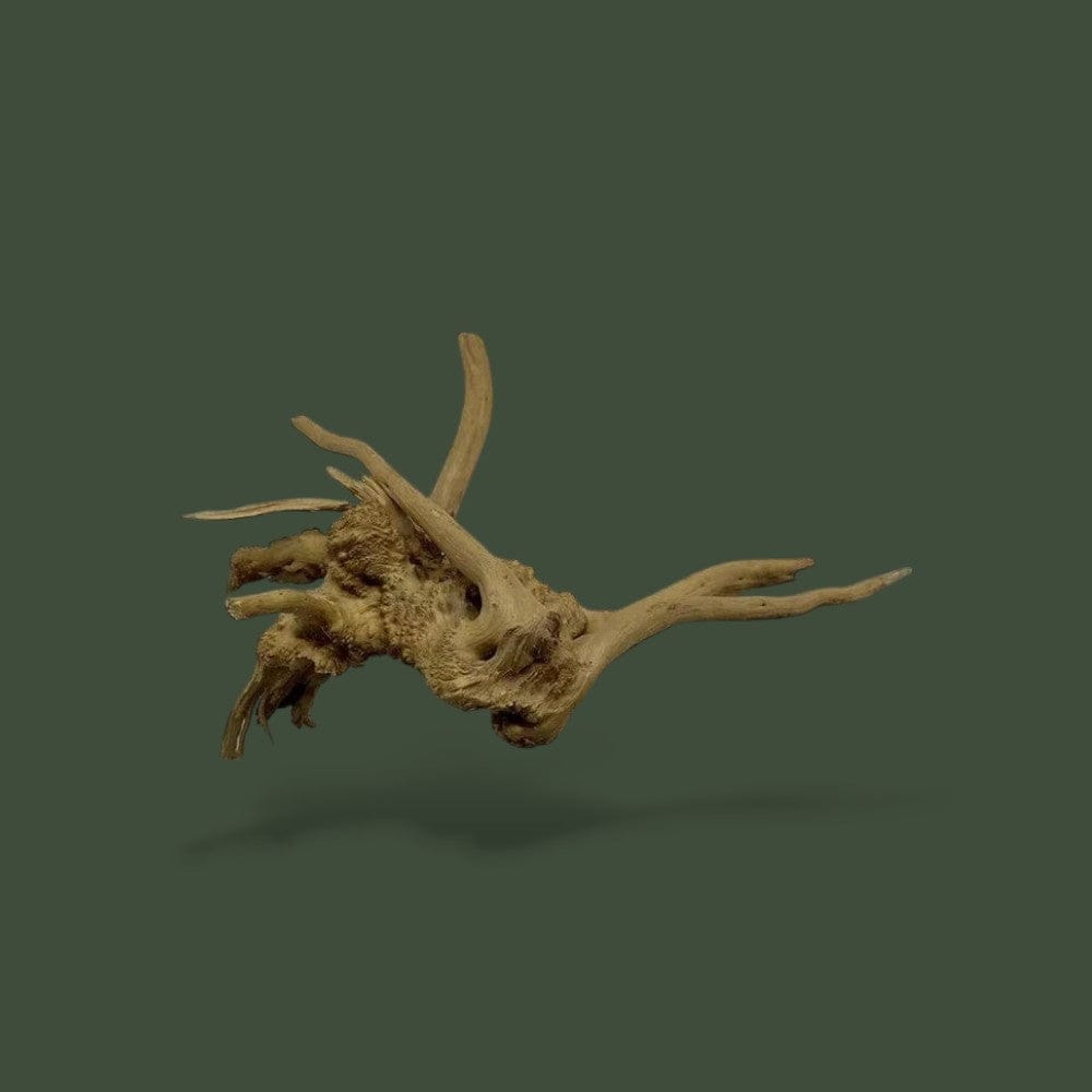 Copeau de Bois | Pour Reptil Terranys