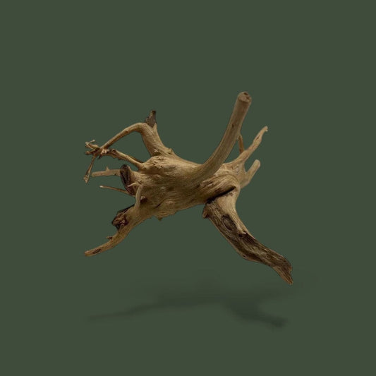 Copeau de Bois | Pour Reptil Terranys