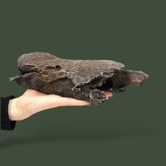 Copeaux de Bois | Pour Reptile Terranys
