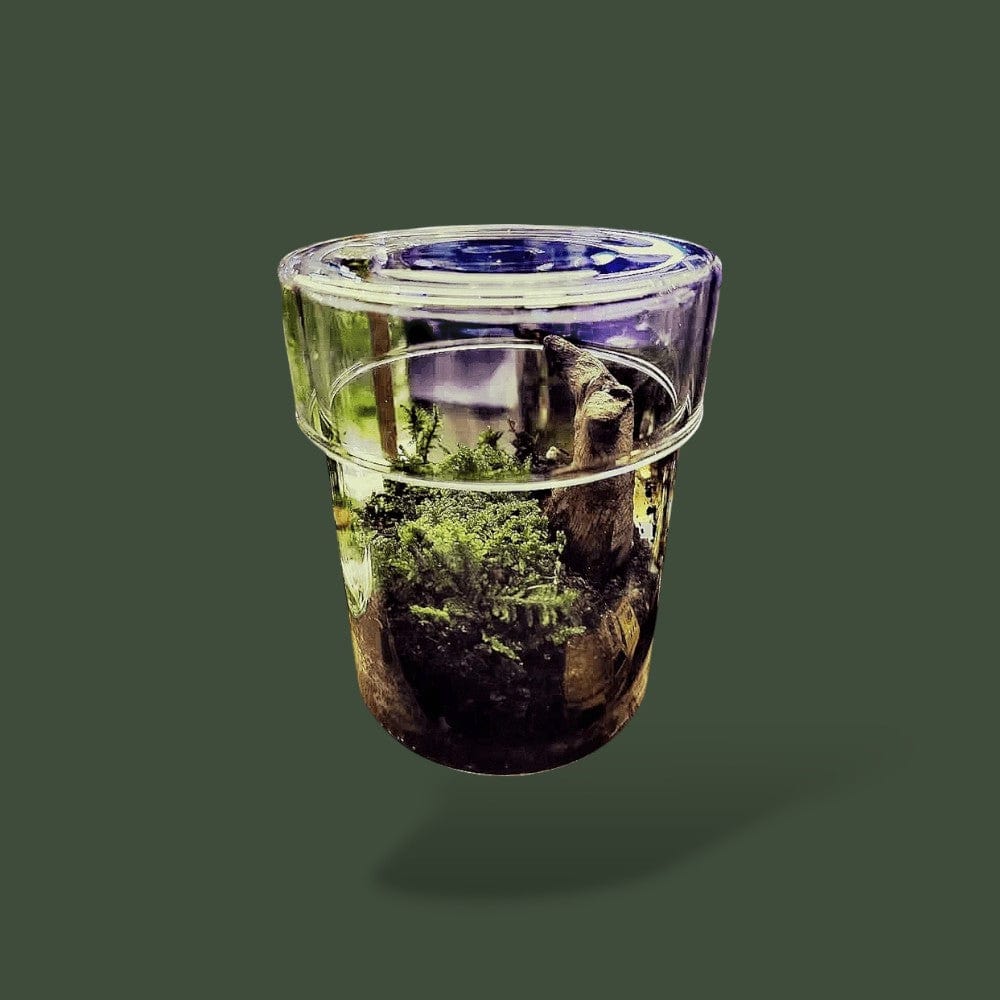 Cylindre Verre | Terrarium Terranys