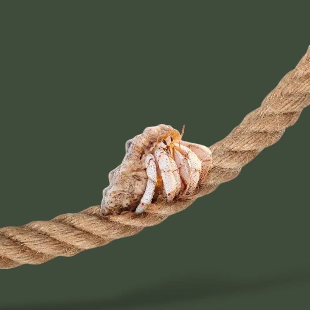 Déco Terrarium | Gecko Terranys