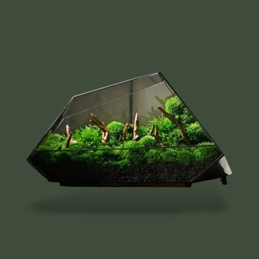 Grand Bocal en Verre pour Terrarium Terranys