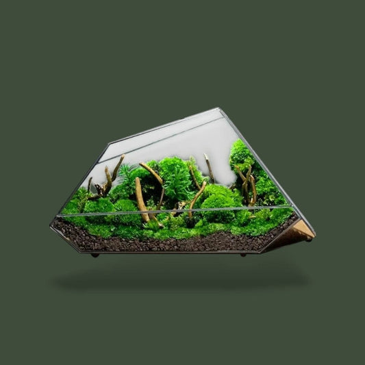 Grand Bocal en Verre pour Terrarium Terranys