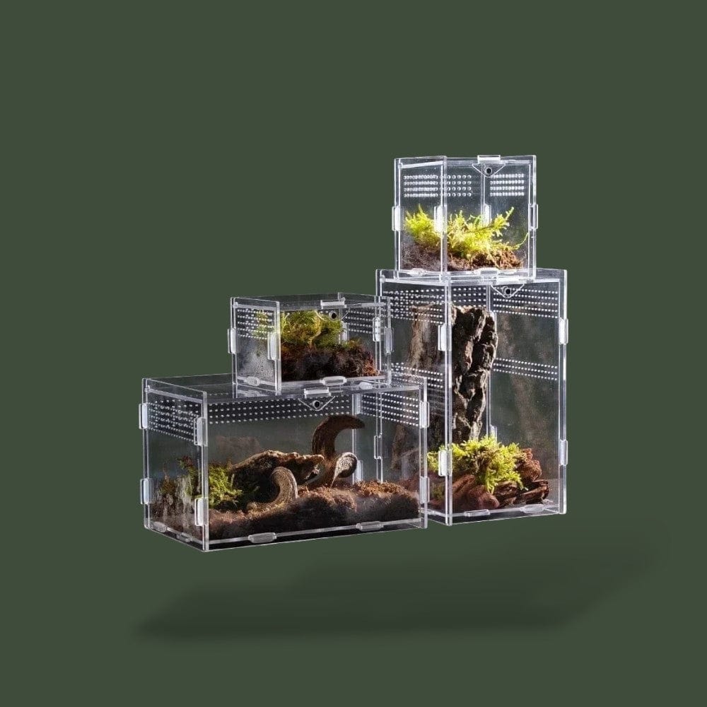 Petit Serpent | Terrarium Terranys