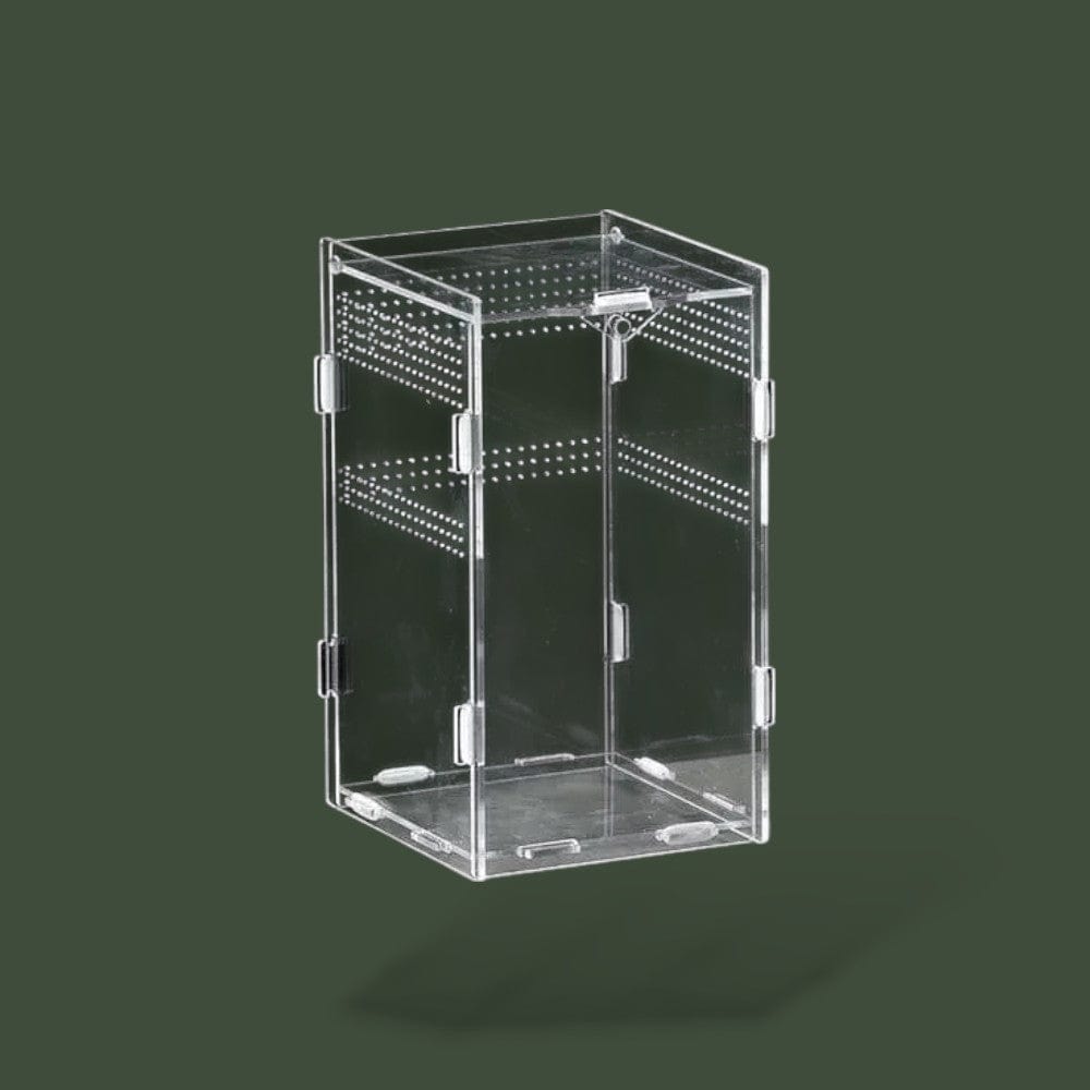 Petit Serpent | Terrarium Terranys