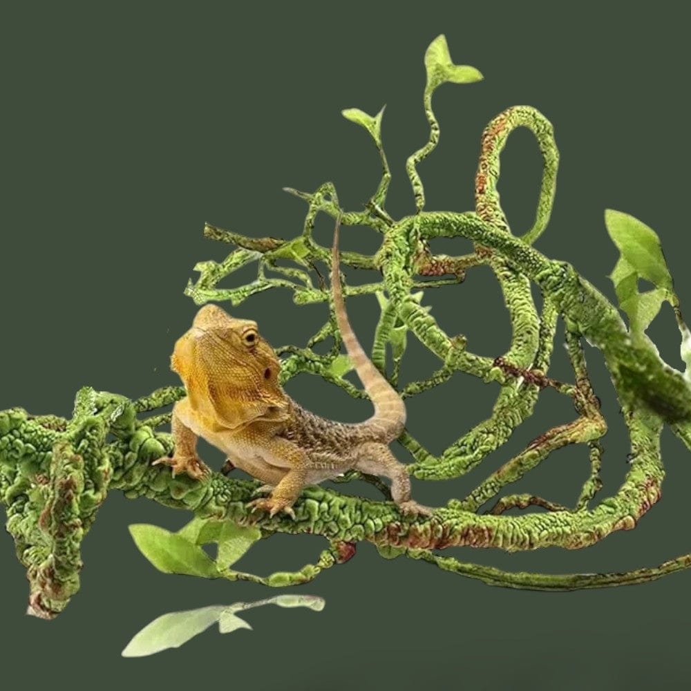 Plante pour Terrarium | Reptile Terranys