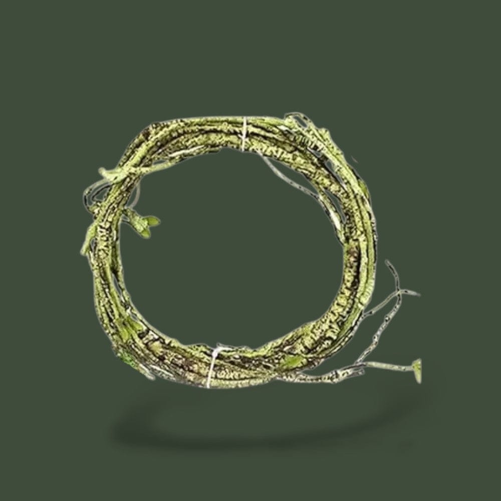 Plante pour Terrarium | Reptile Terranys