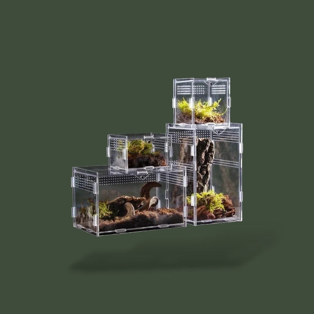 Reptile | Habitat  Terranys