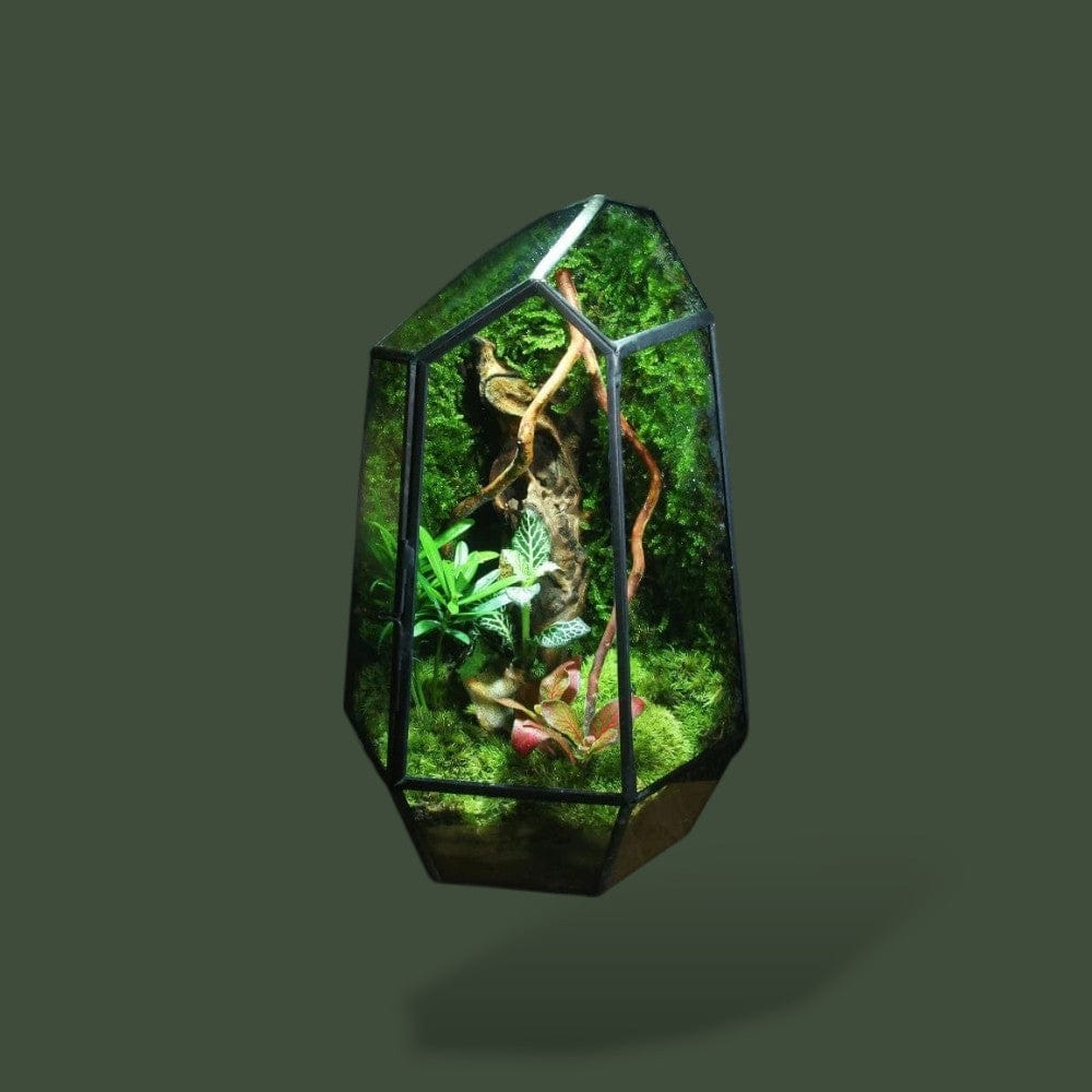 Terrarium Bocal | Design Terranys