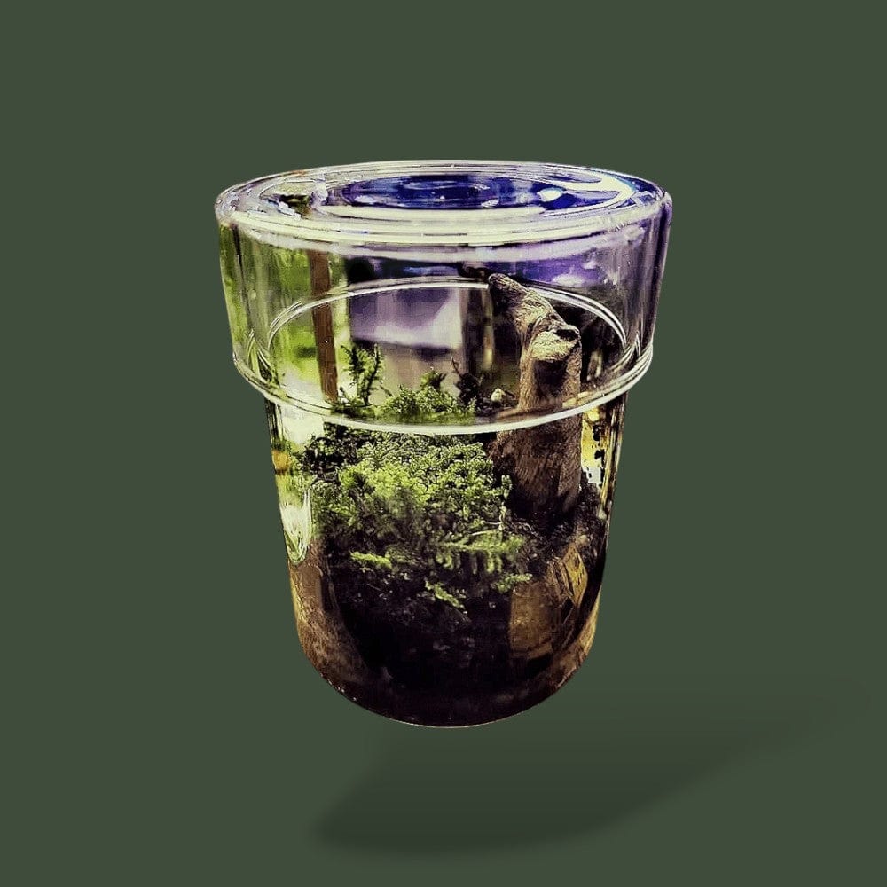 Terrarium Cylindre Terranys