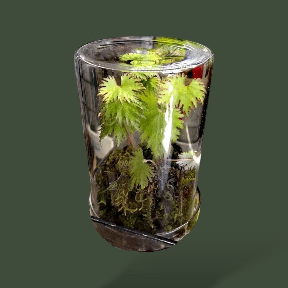 Terrarium Cylindrique Terranys