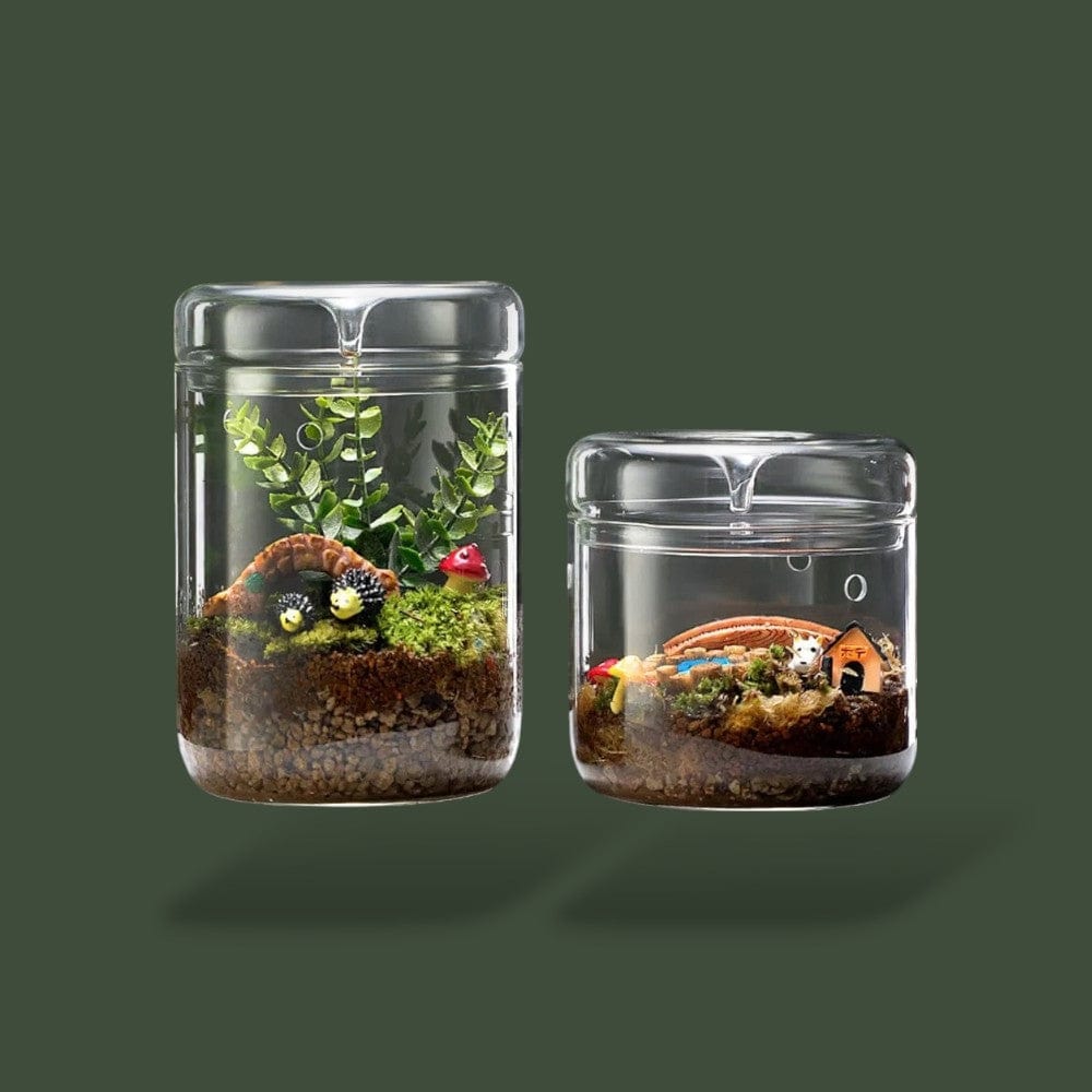 Terrarium Plante Bocal  Terranys