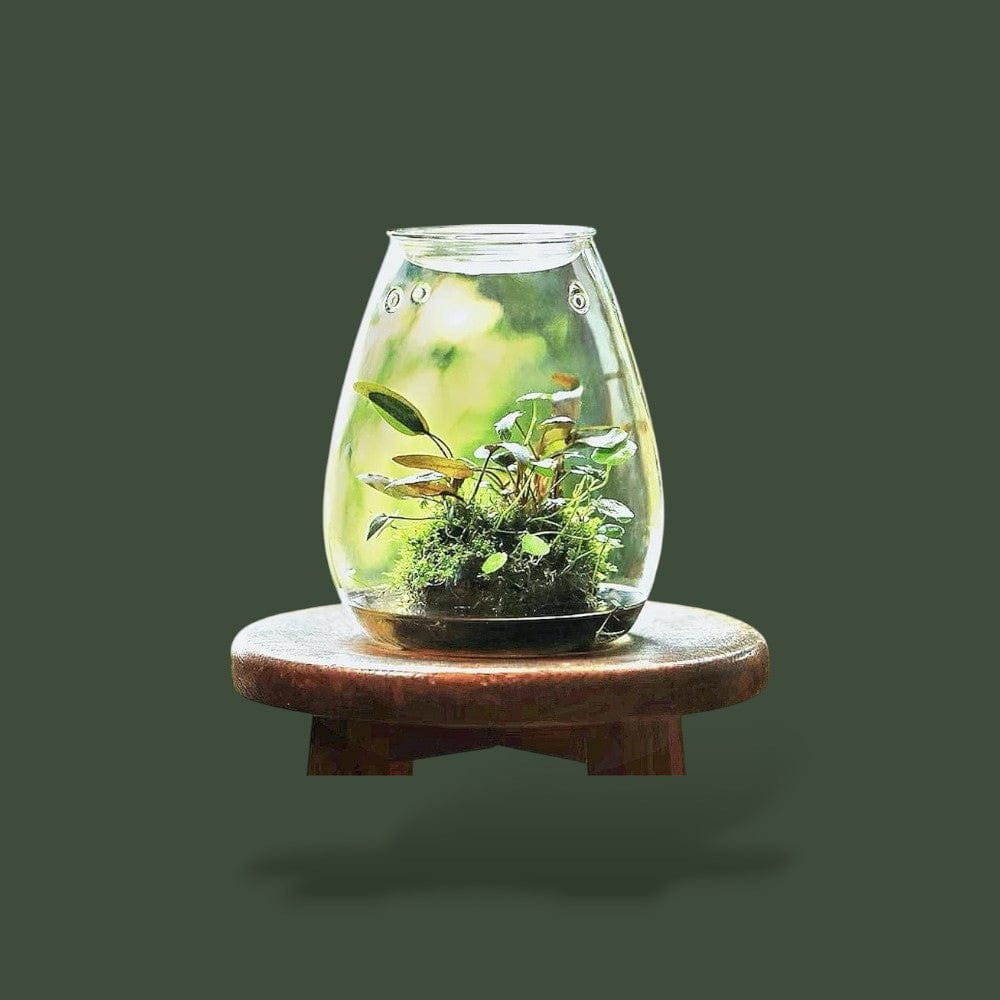 Vase a terrarium Terranys
