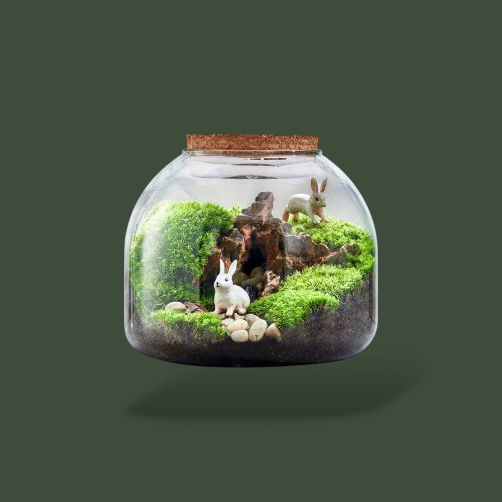 Vase en Verre | Terrarium Terranys