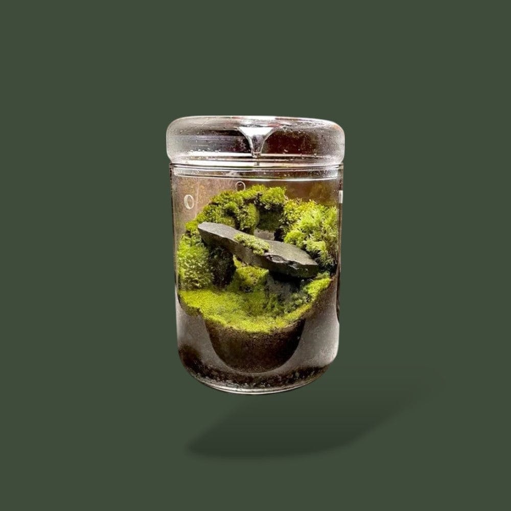 Vase Terrarium Plante  Terranys